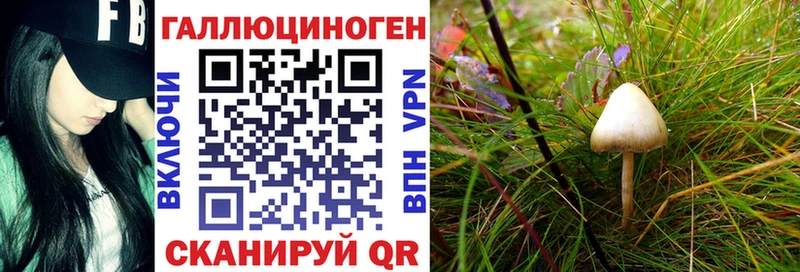 Галлюциногенные грибы Psilocybe Богородицк